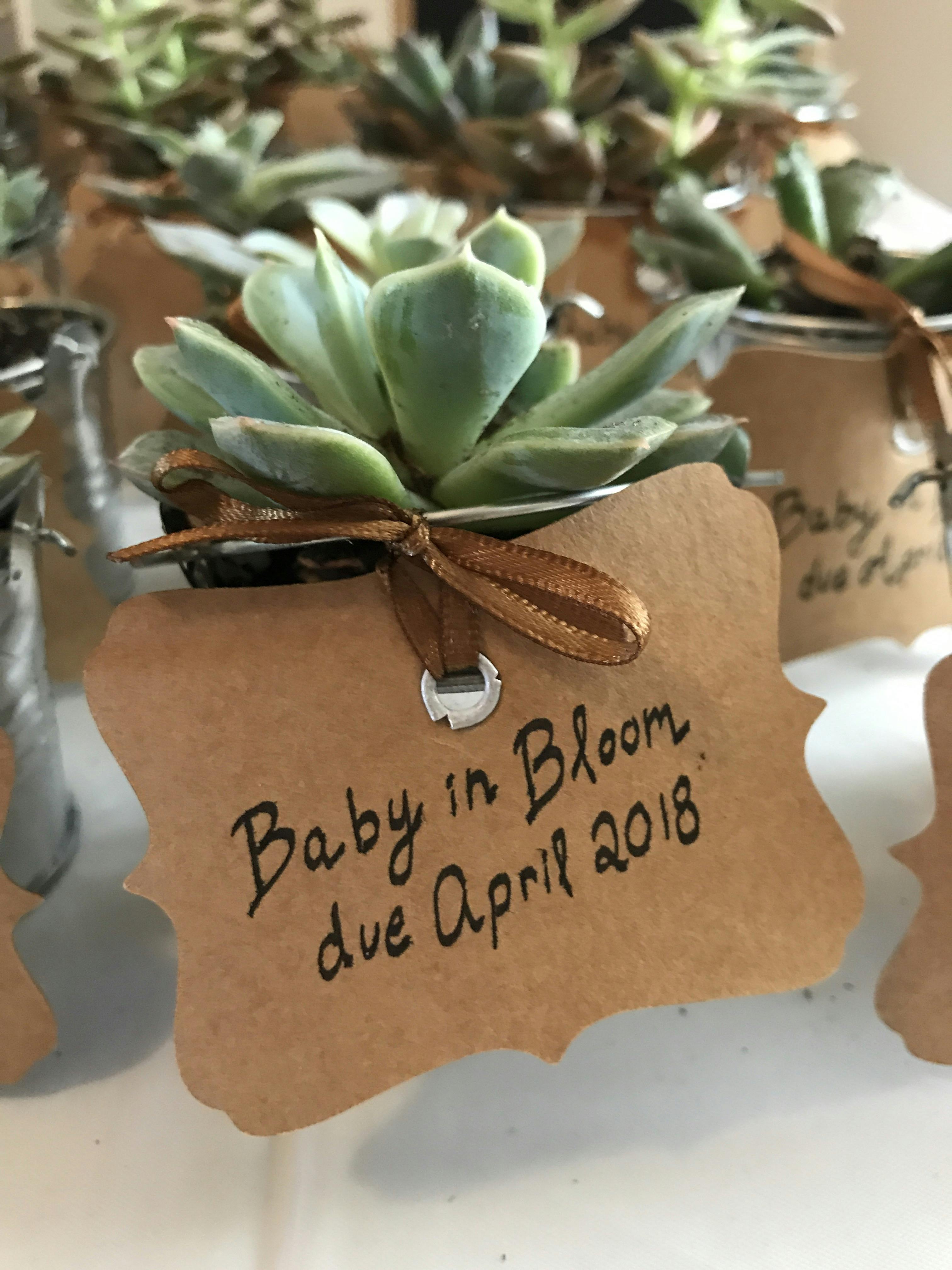 mini succulents wedding favors Wedding Decor Ideas